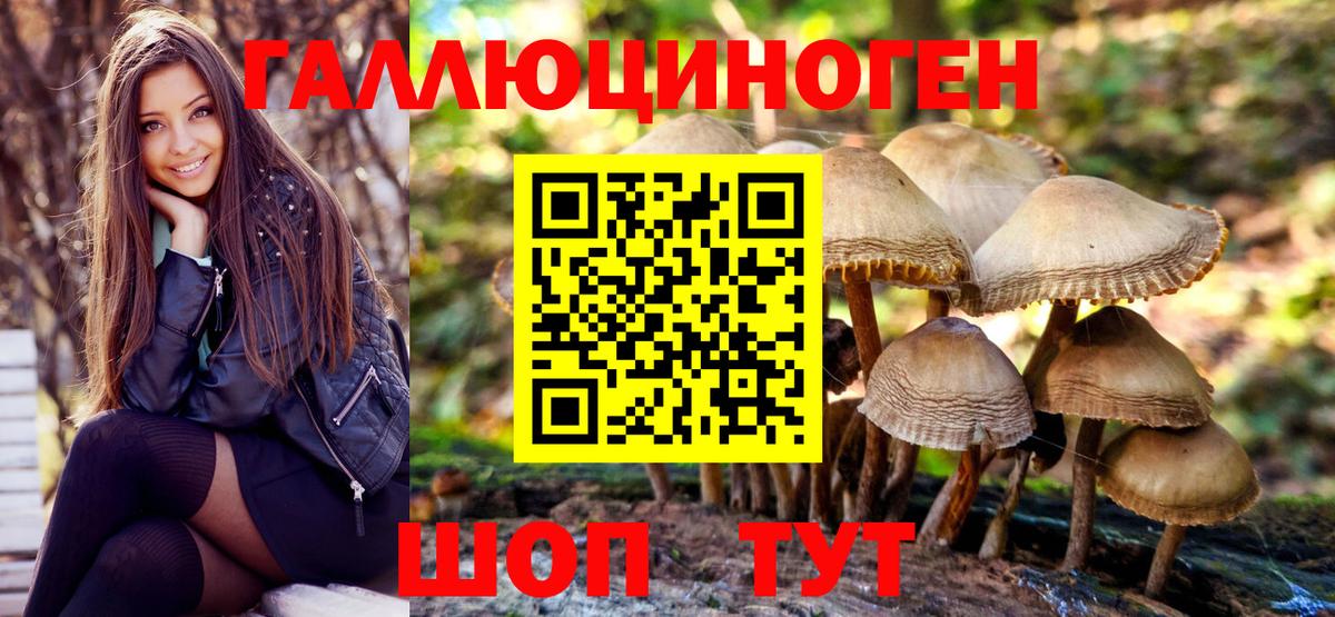 Галлюциногенные грибы Psilocybe Курчатов