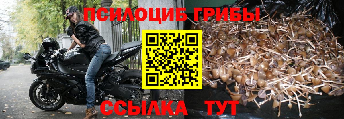 Курчатов  Псилоцибиновые грибы мицелий  сколько стоит  Вход с VPN 